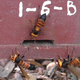 Giant hornets attacking a honey bee hive in Vietnam.